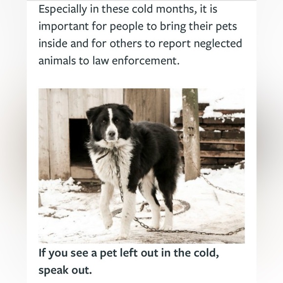 🥶 ❄️🧊BRING IN PETS INSIDE IN FRIGID TEMPS!! BESIDES, ITS THE LAW!!🙏🐕🐈‍⬛🐇🐈 - Picture 3 of 14